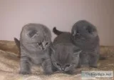 Beautiful Scottish Fold kittens are ready for a new home