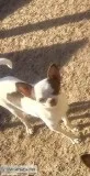Apple Head Female Chihuahua AKC