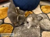 Scottish Foldstraight Kittens