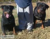 German Rottweilers