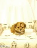 Teacup Morkie puppies shots and papers