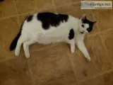 Female cat - spaded very friendly
