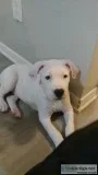 Staffordshire Pitbull Terriers