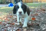 English Springer Spaniel Puppy