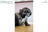 Adorable TOY Shih-Poo (Shih-Tzu and Toy Poodle) Puppies