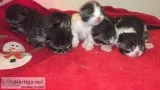 Ragamuffen kittens will be ready Christmas week