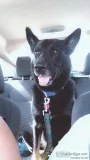 GSD gsd mix pitbull husky mix