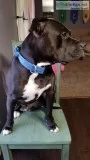 Purebred Blue Nose Pitbulls