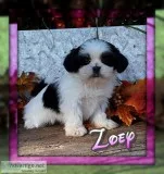 Zoey ACA Female Shihtzu
