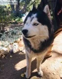 Husky Dogo Argentino mix puppies