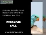 Best Birds for sale online At Affordable Price