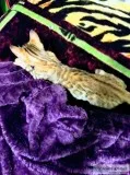Bengal kittens Pure bred