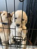 Golden Retriever Pups AKC