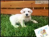 Miniature Schnauzer Puppies