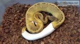 banana pied pythons available now
