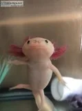 Male BGL Axolotl