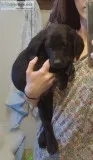 Lab Puppies Black - AKC - READY NOW