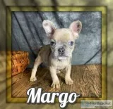 Margo Female 78 Frenchton