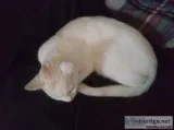 White Female Cat