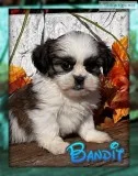 Bandit Male ACA Shihtzu