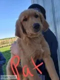 Purebred Golden Retriever