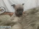 Rare Blue Sable Apple Female puppy