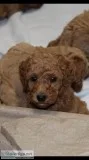 Poodle-miniature