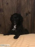 F1b golden doodles
