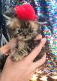 Teacup Kittens and Puppies