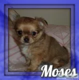 Moses AKC Male Chihuahua