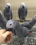 Hand reared chicks for sale