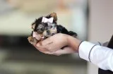 PUPPIES READY NOW  ALL BREEDS