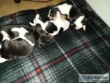 Bassett hound puppies