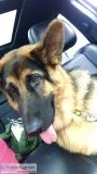 AKC 6 month old fully trained German Shepherd male