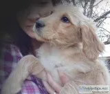 Golden Puppy Sweet Girl Ready Now