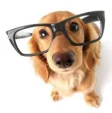 Brain Training For Dogs - Adrienne Farricelli s Online Dog Train