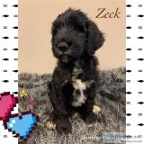 Bernedoodle Puppies Available