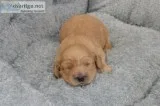 Cockapoo male