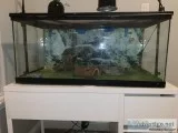 Bearded Dragon 1 year old with 40g tank  more