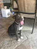 10 mo old Female Pit bull