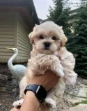 Puppies MalteseCackapoo Mix Dont Shed