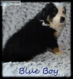Australian Shepherd puppies