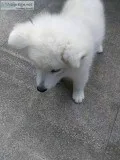 Fluffy White Samoyed Puppy