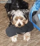 Playful Yorkie