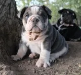 Pretty english bull dogs