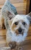 Yorkie