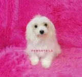 Beautiful maltese puppies