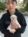 Small Puppies Hypoallergenic Don t Shed