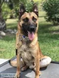Fully Trained Kid Safe Family Protection Dogs