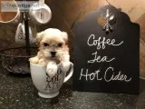 Hypoallergenic Puppies